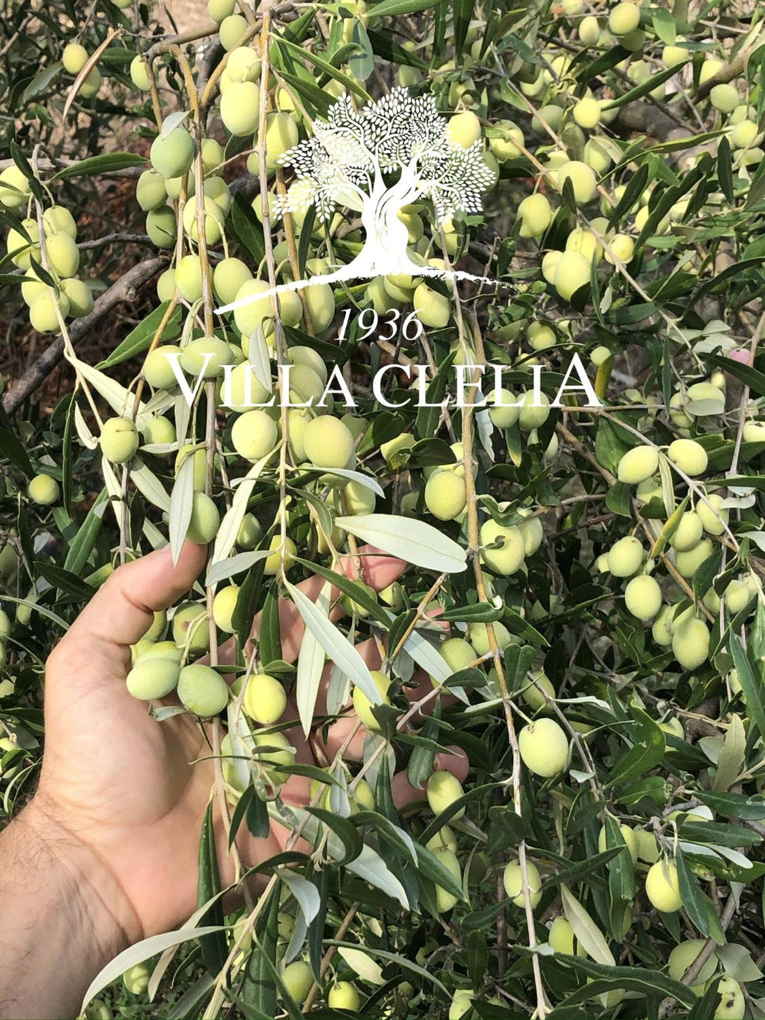 Il Palmento Di Villa Clelia 1936 Locri Eksteriør billede
